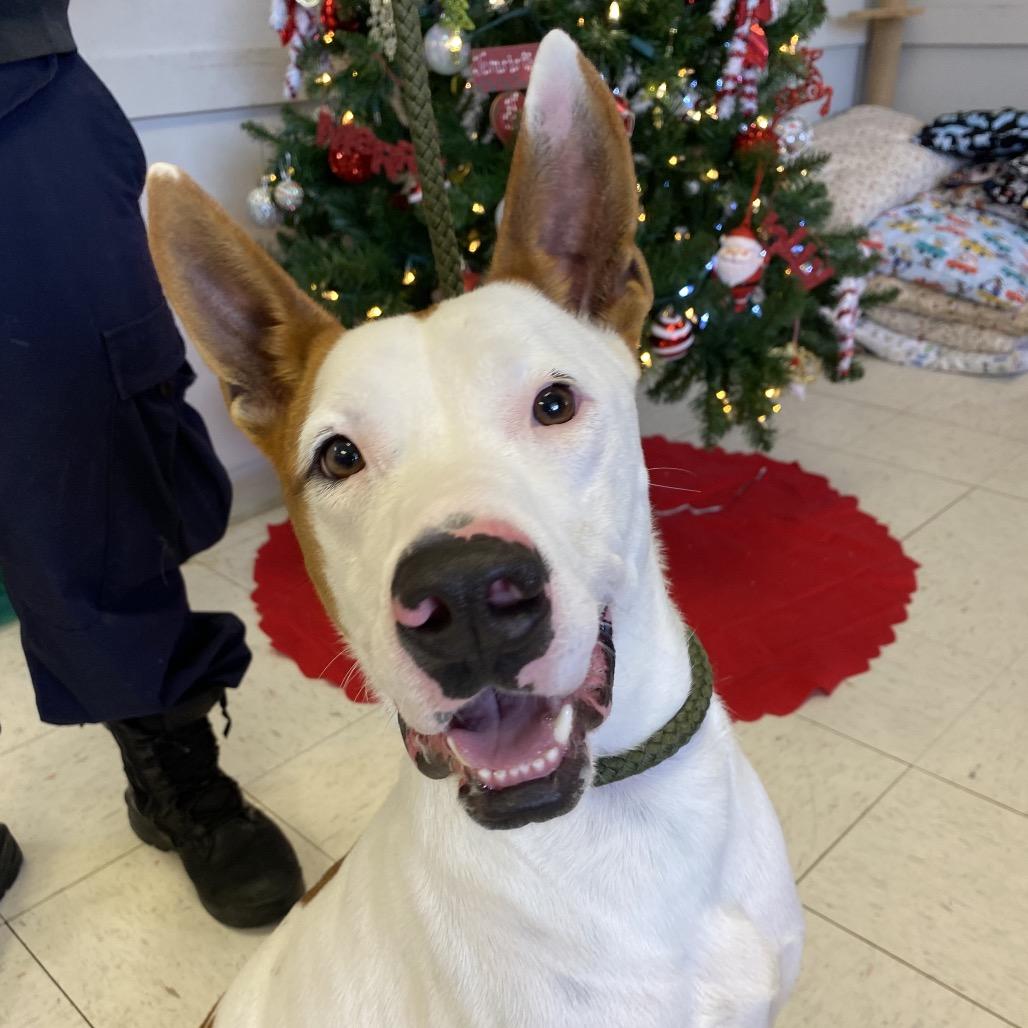 Enlarge Scotty, a Adoptable mixed breed in Jacksonville, AR image 2/4