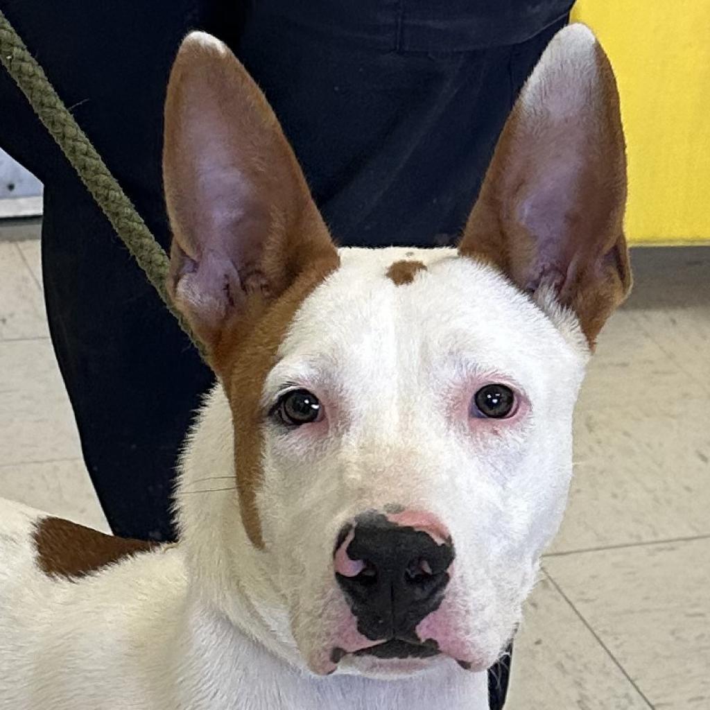 Enlarge Scotty, a Adoptable mixed breed in Jacksonville, AR image 3/4
