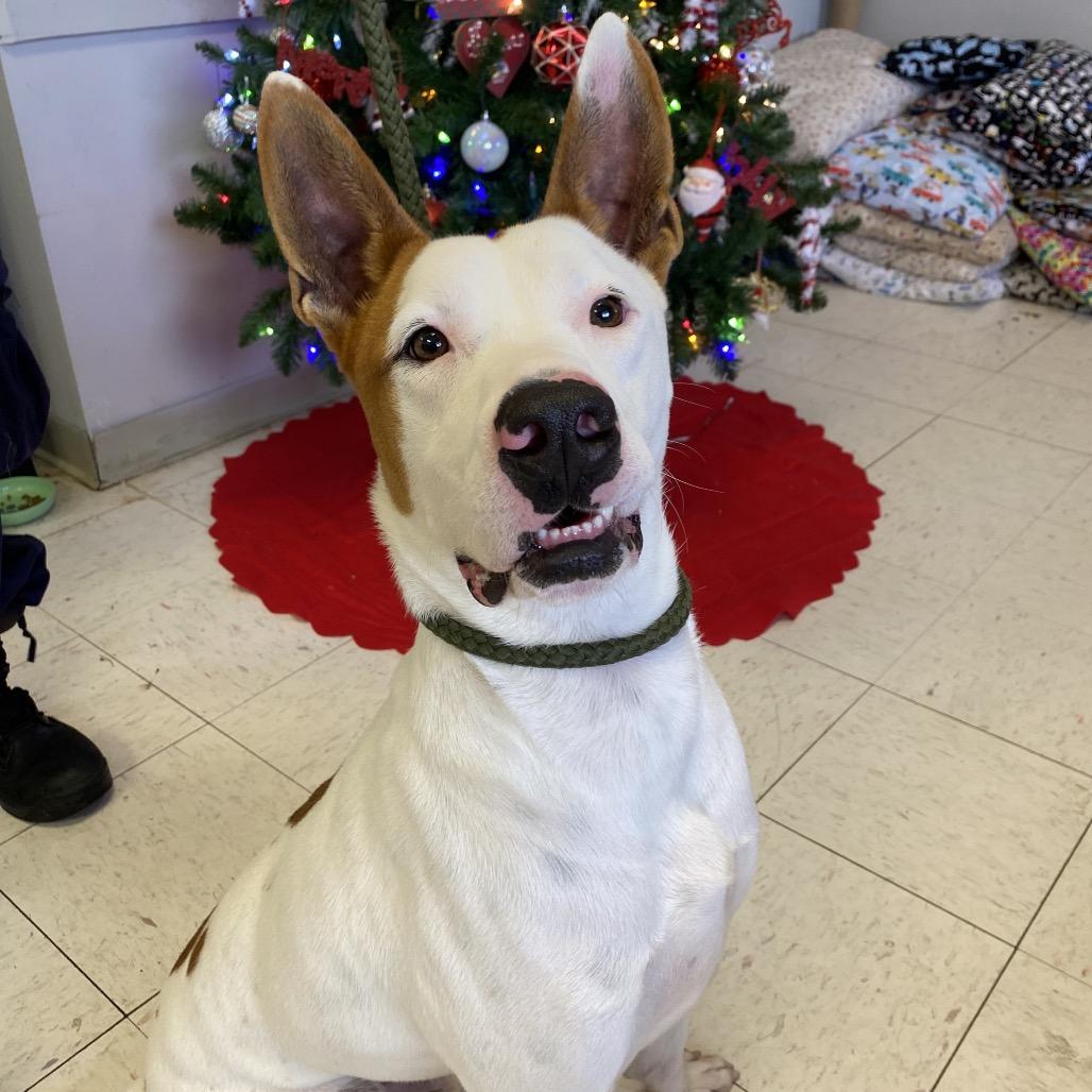 Enlarge Scotty, a Adoptable mixed breed in Jacksonville, AR image 4/4