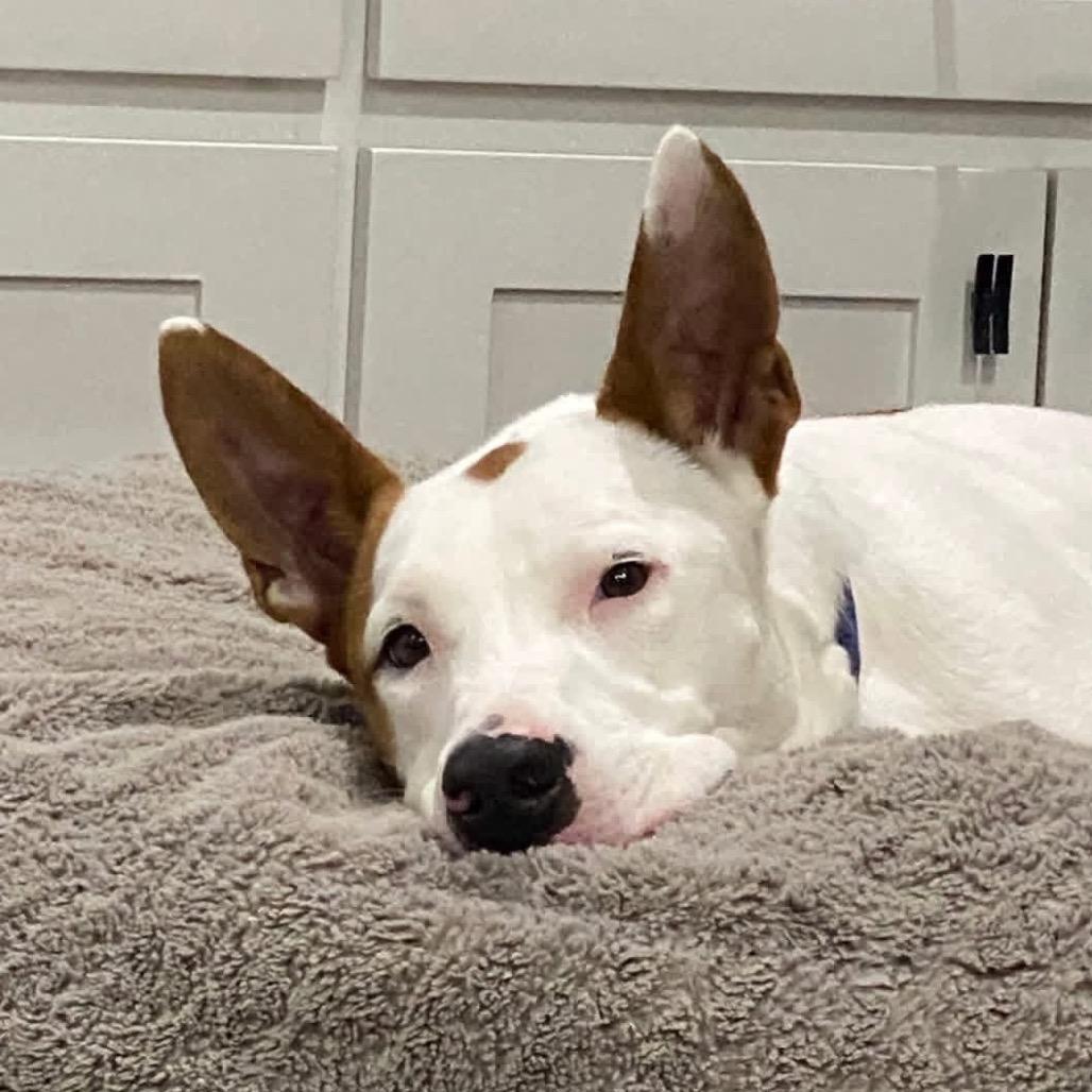 Scotty, a Adoptable mixed breed in Jacksonville, AR image 6/6
