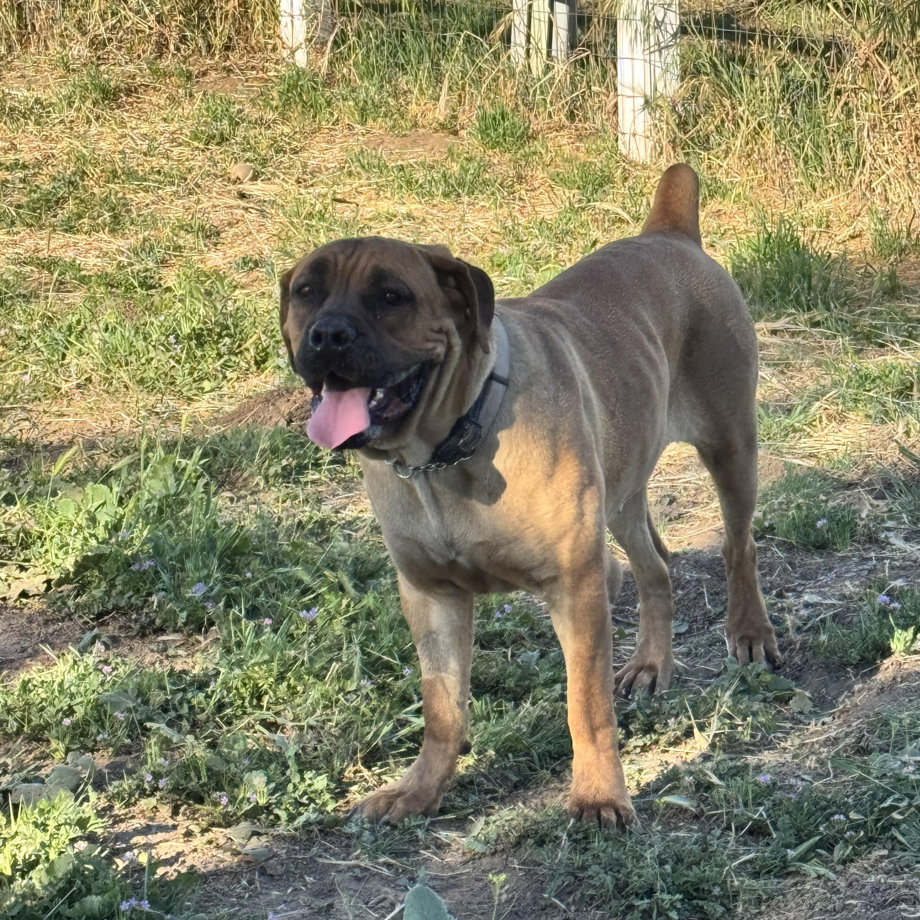 Enlarge WAFFLES, a ADOPTABLE mixed breed in Perris, CA image 4/4