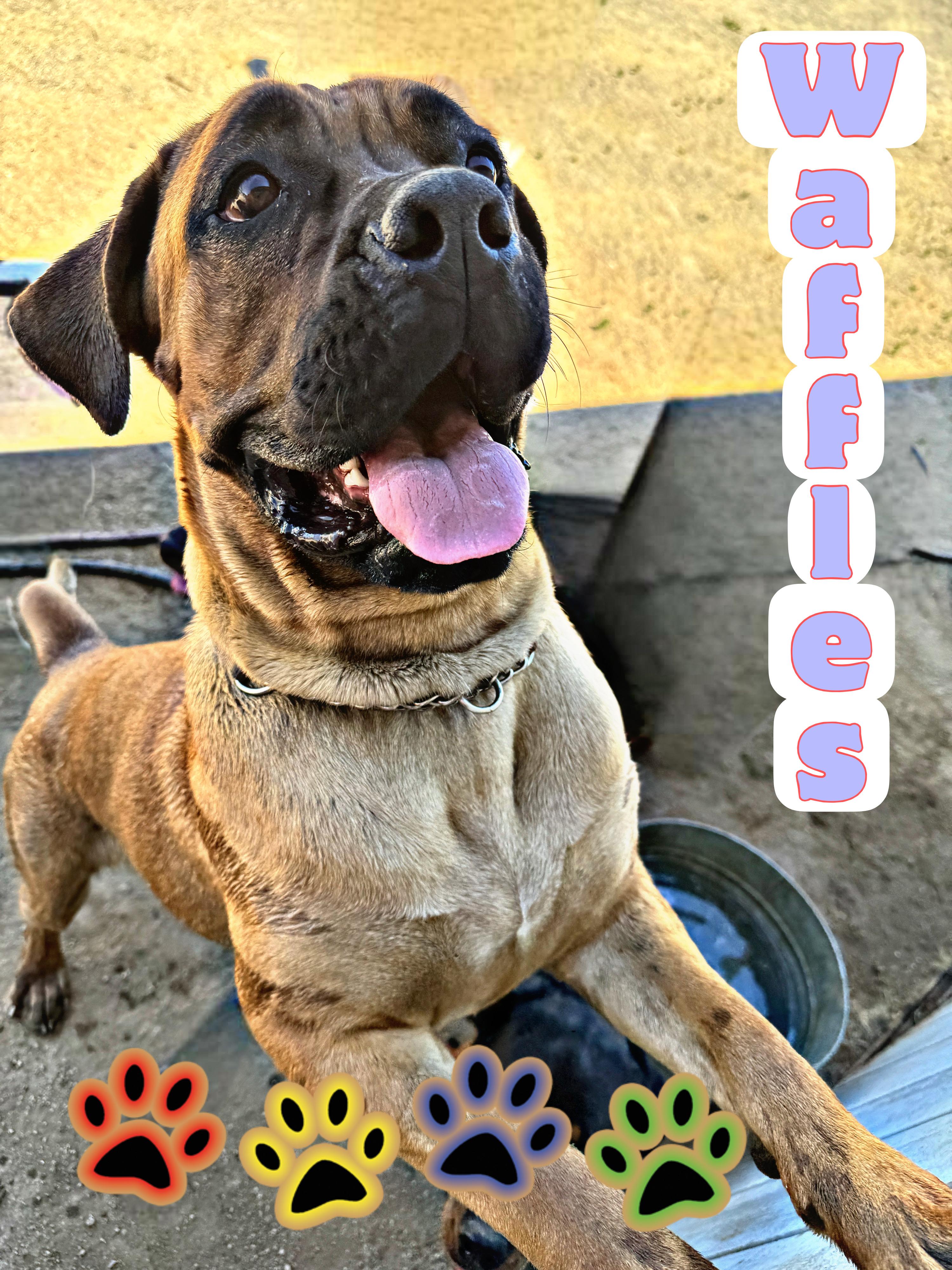 Enlarge WAFFLES, a ADOPTABLE mixed breed in Perris, CA image 1/4