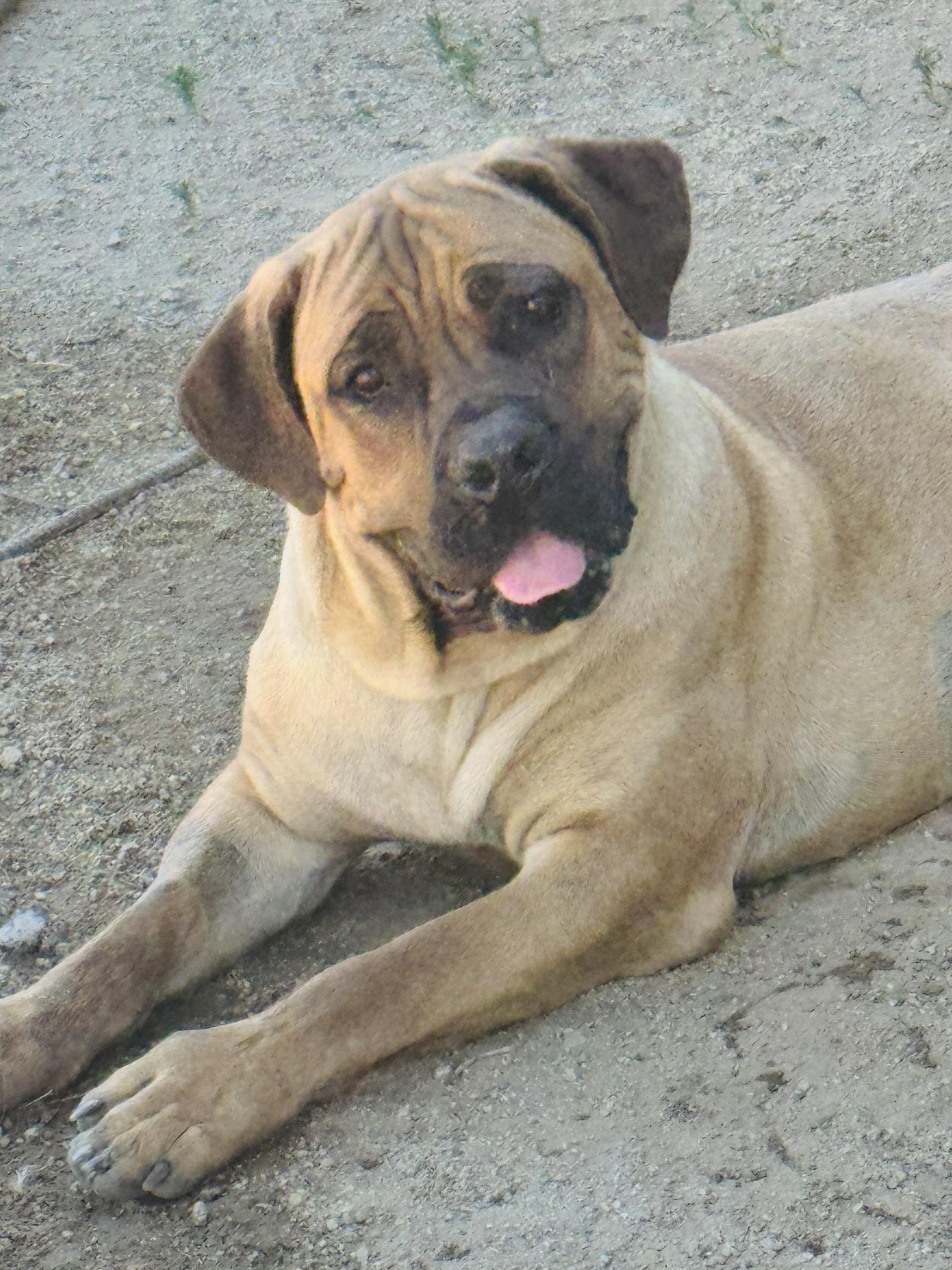 Enlarge WAFFLES, a ADOPTABLE mixed breed in Perris, CA image 3/4