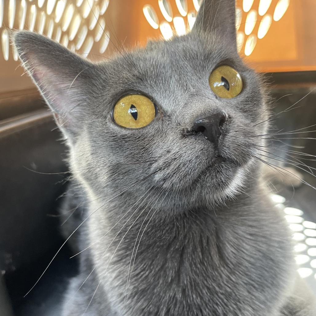 Enlarge Luna, a Adoptable Domestic Short Hair in Green Forest, AR image 1/1
