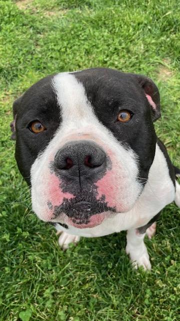 PREACH, a ADOPTABLE mixed breed in Vallonia, IN image 3/3