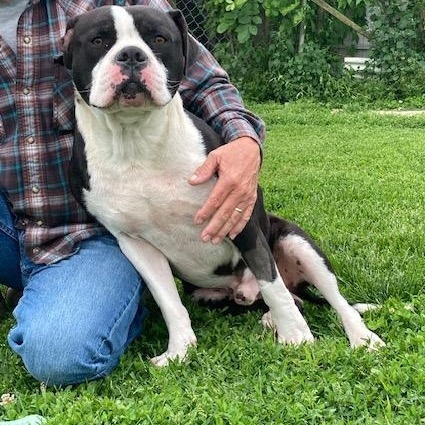 PREACH, a ADOPTABLE mixed breed in Vallonia, IN image 1/3