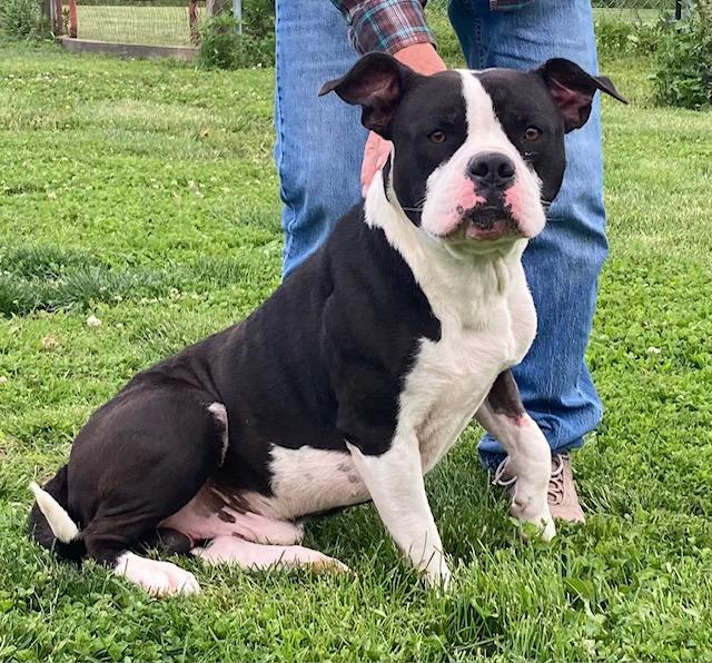 PREACH, a ADOPTABLE mixed breed in Vallonia, IN image 2/3