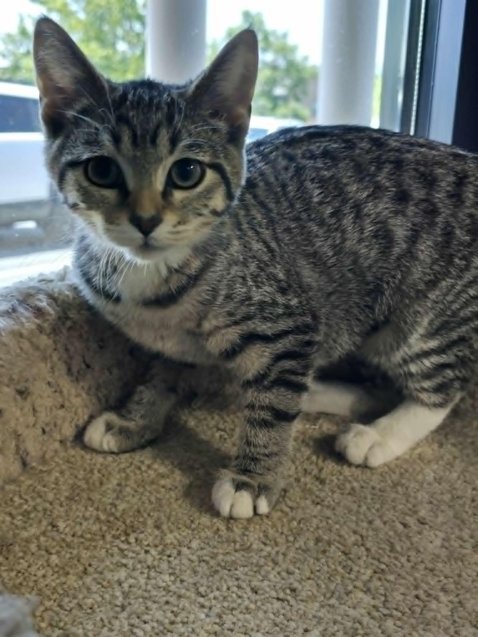 Enlarge Ash, a ADOPTABLE Domestic Short Hair in Mount Juliet, TN image 2/2