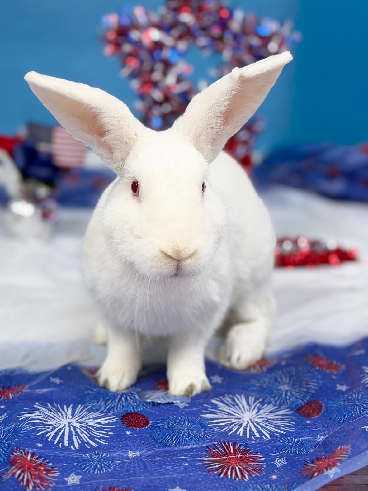 Enlarge Dr. Colosso, an adoptable New Zealand in Jefferson, LA image 1/6