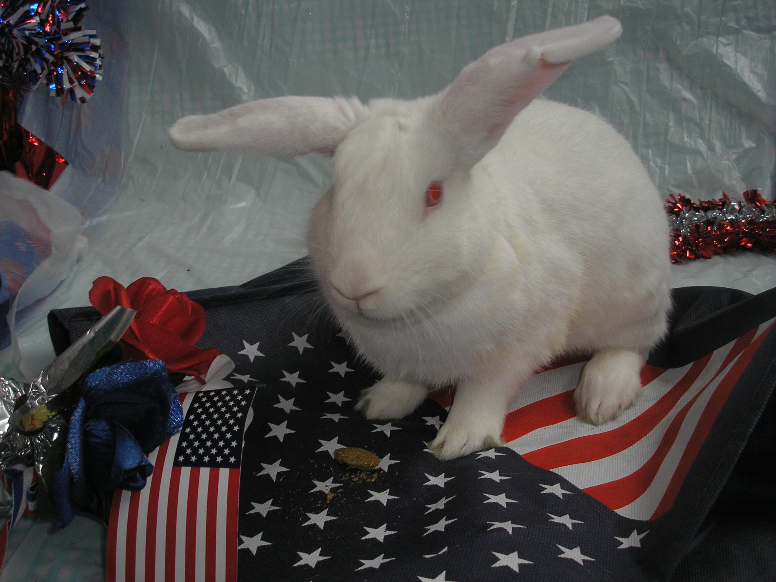 Enlarge Dr. Colosso, an adoptable New Zealand in Jefferson, LA image 2/6