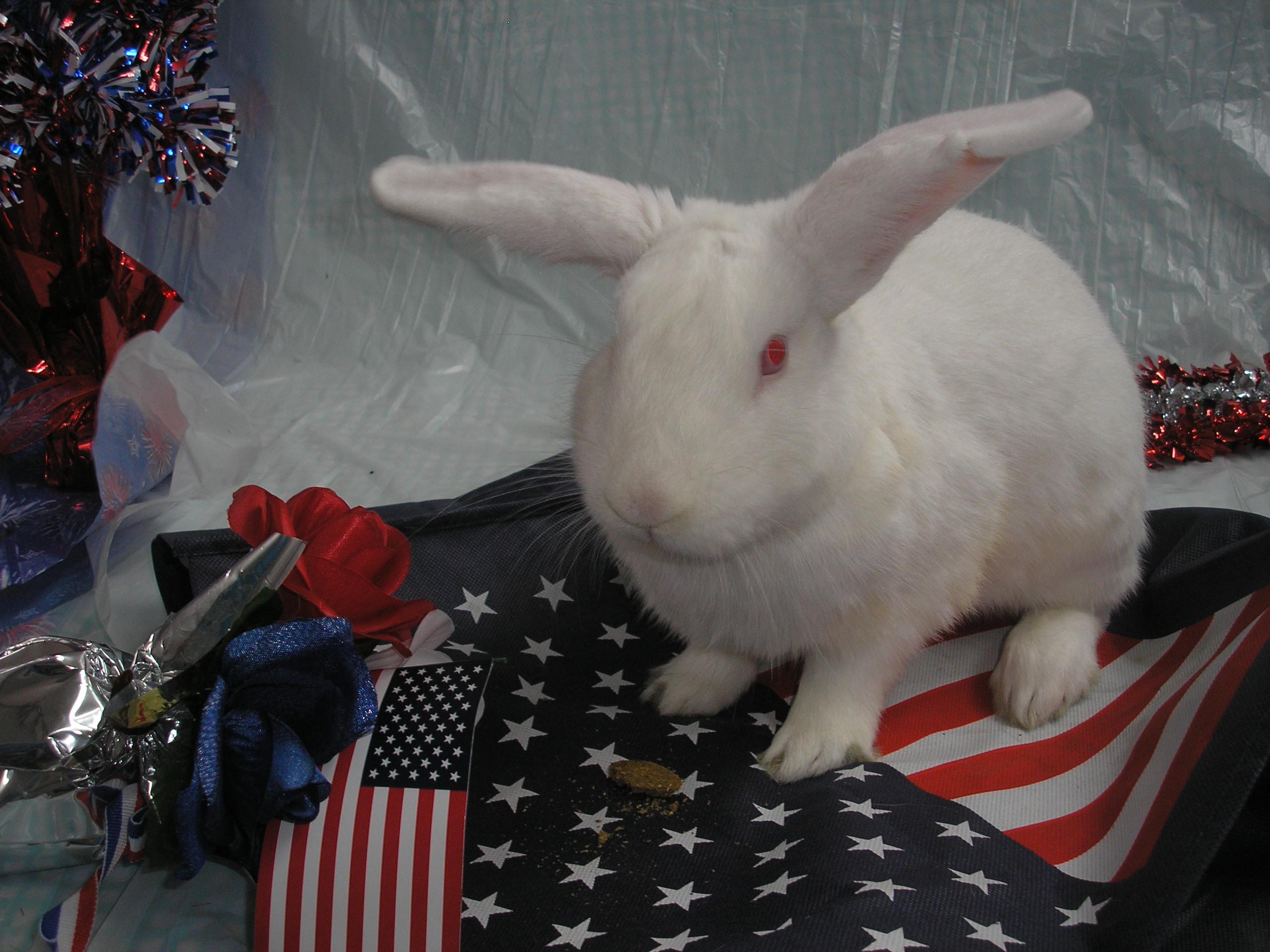 Enlarge Dr. Colosso, an adoptable New Zealand in Jefferson, LA image 6/6