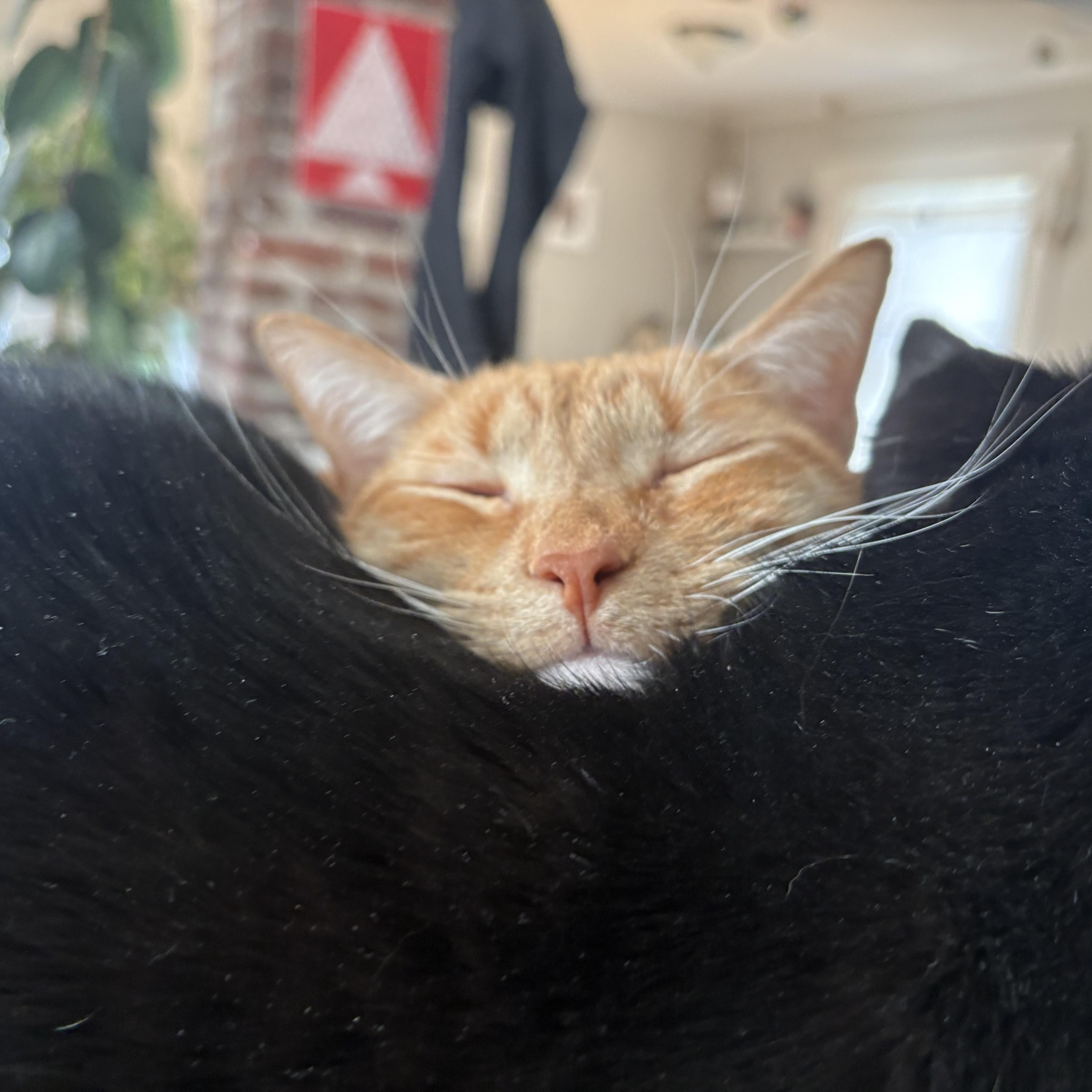 Enlarge John Wayne, an adoptable Domestic Short Hair in Waynesville, NC image 5/6