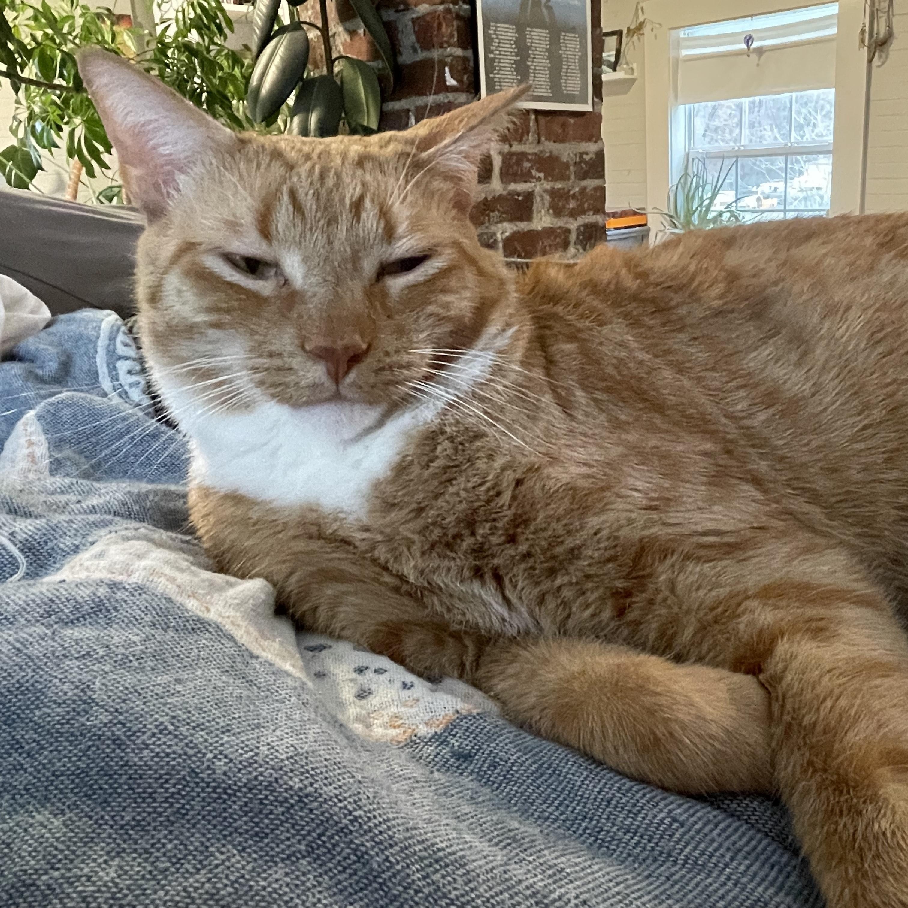 Enlarge John Wayne, an adoptable Domestic Short Hair in Waynesville, NC image 2/6