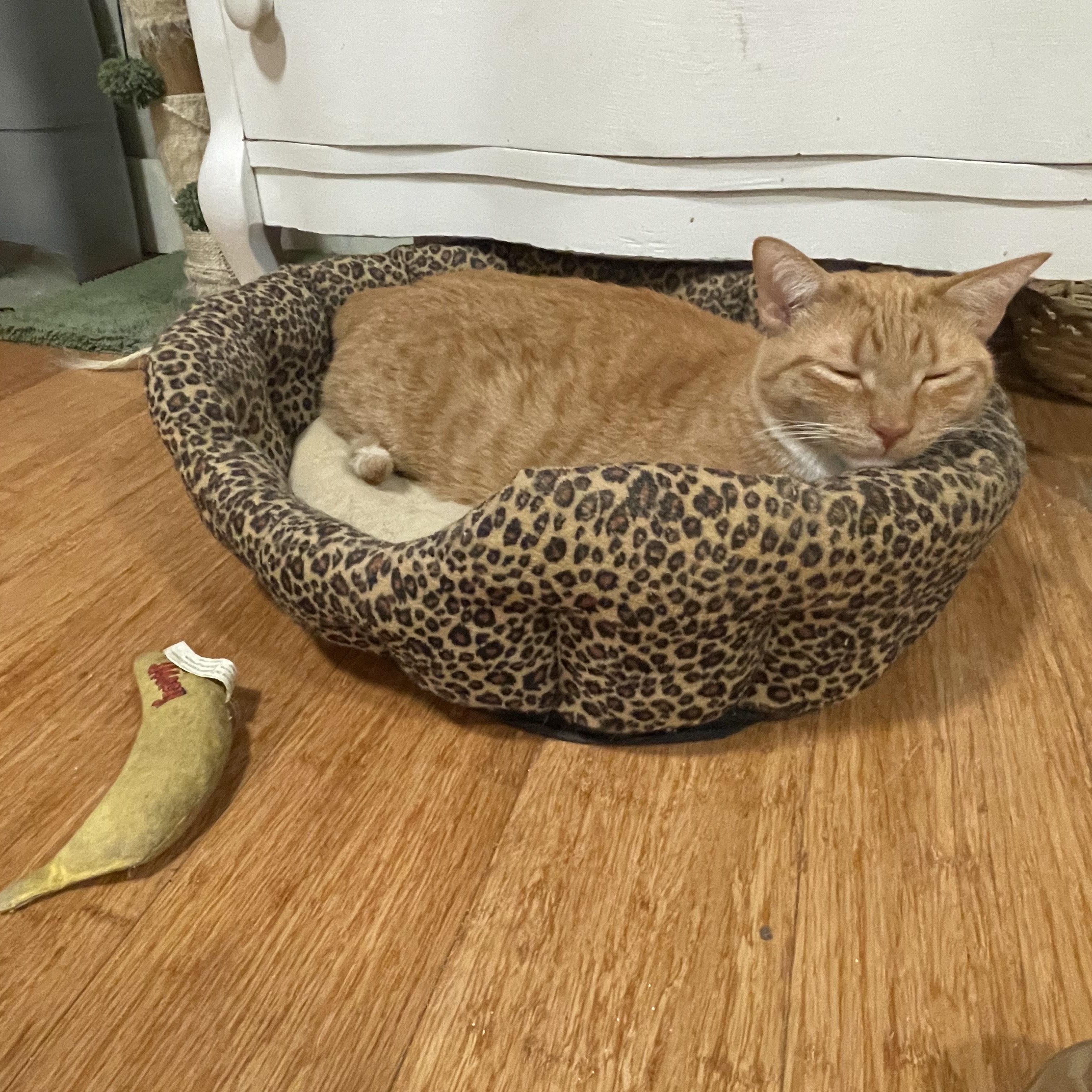 Enlarge John Wayne, an adoptable Domestic Short Hair in Waynesville, NC image 6/6