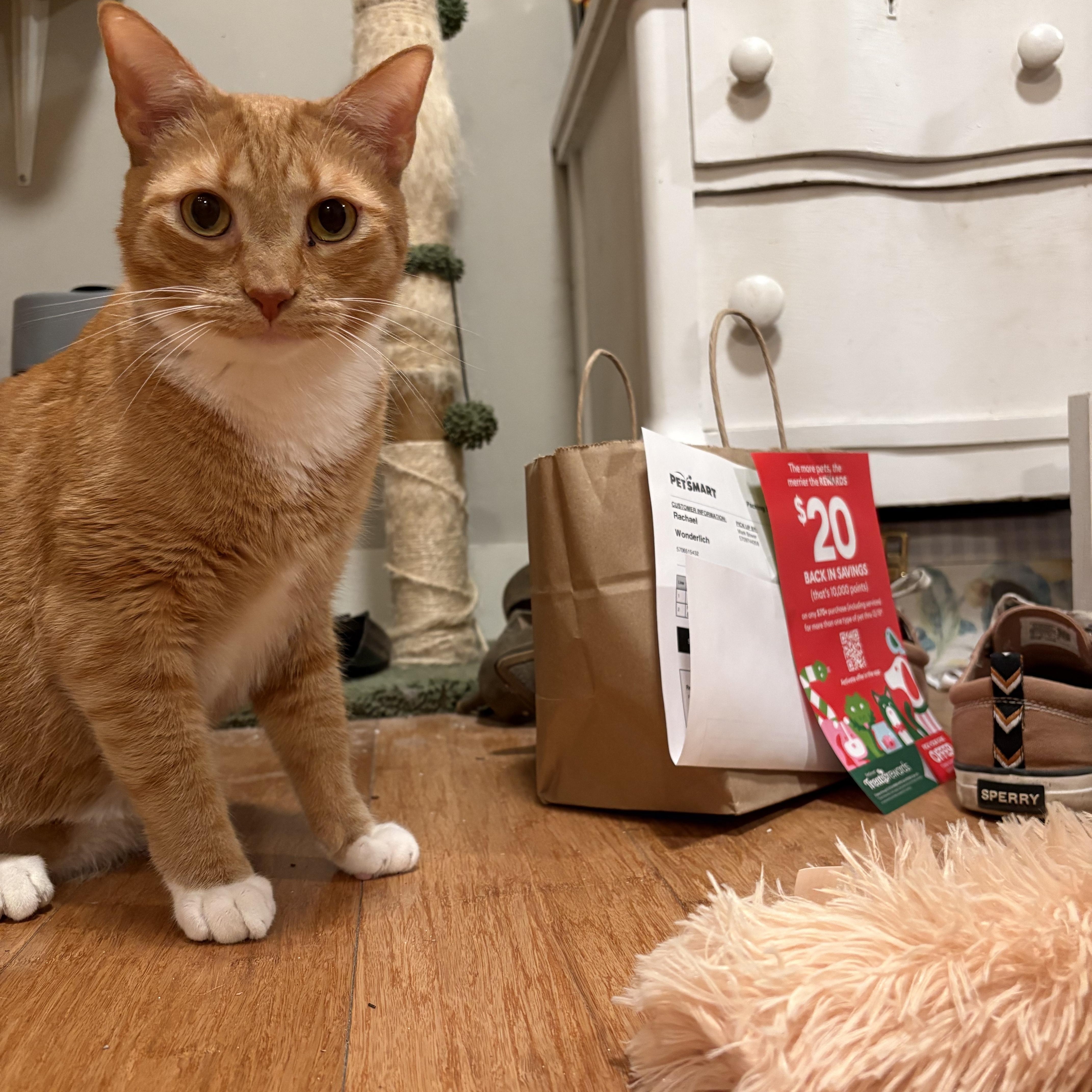 Enlarge John Wayne, an adoptable Domestic Short Hair in Waynesville, NC image 4/6