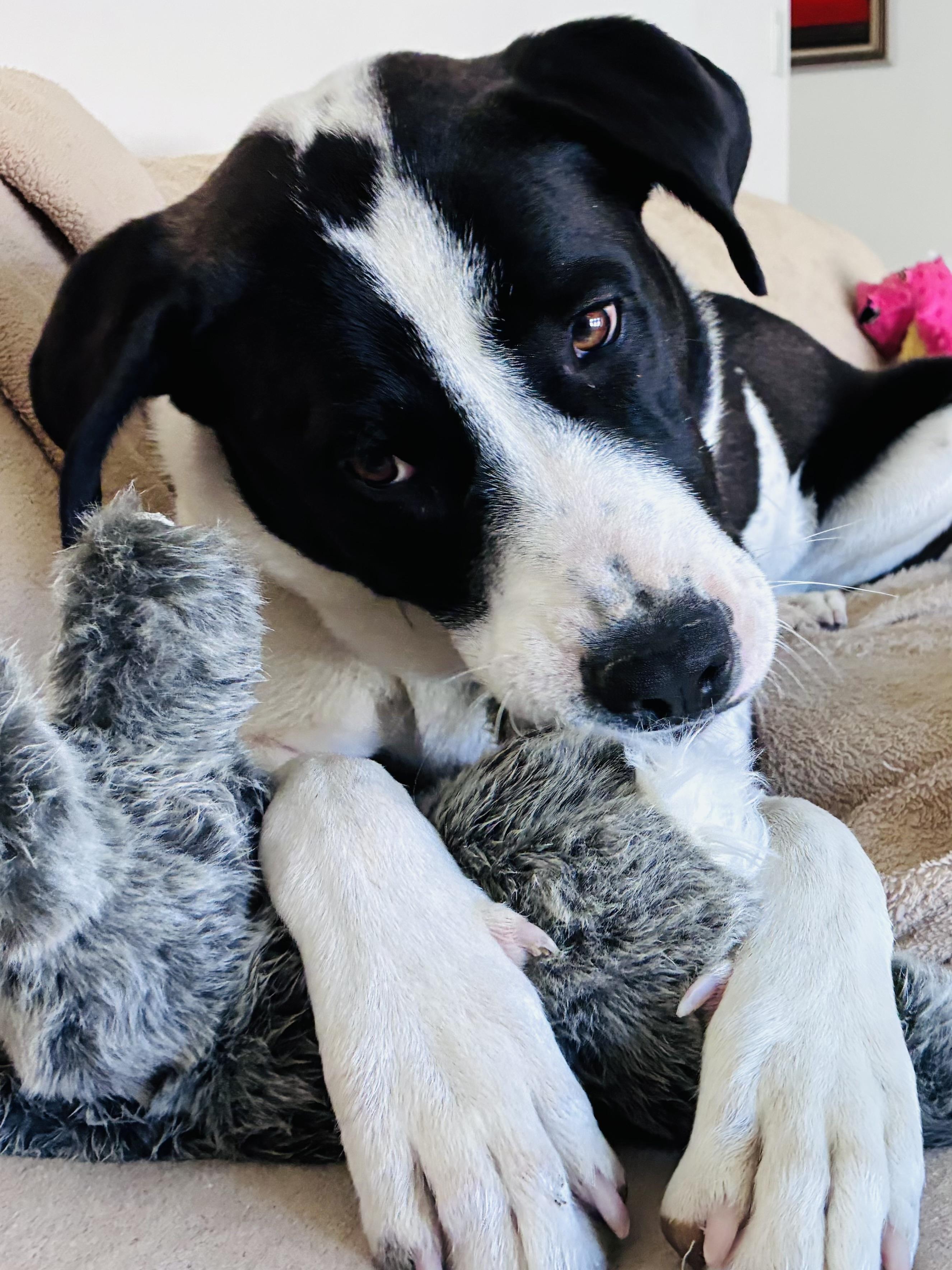 ROSIE, adopted, Young Female Great Pyrenees & Pointer.