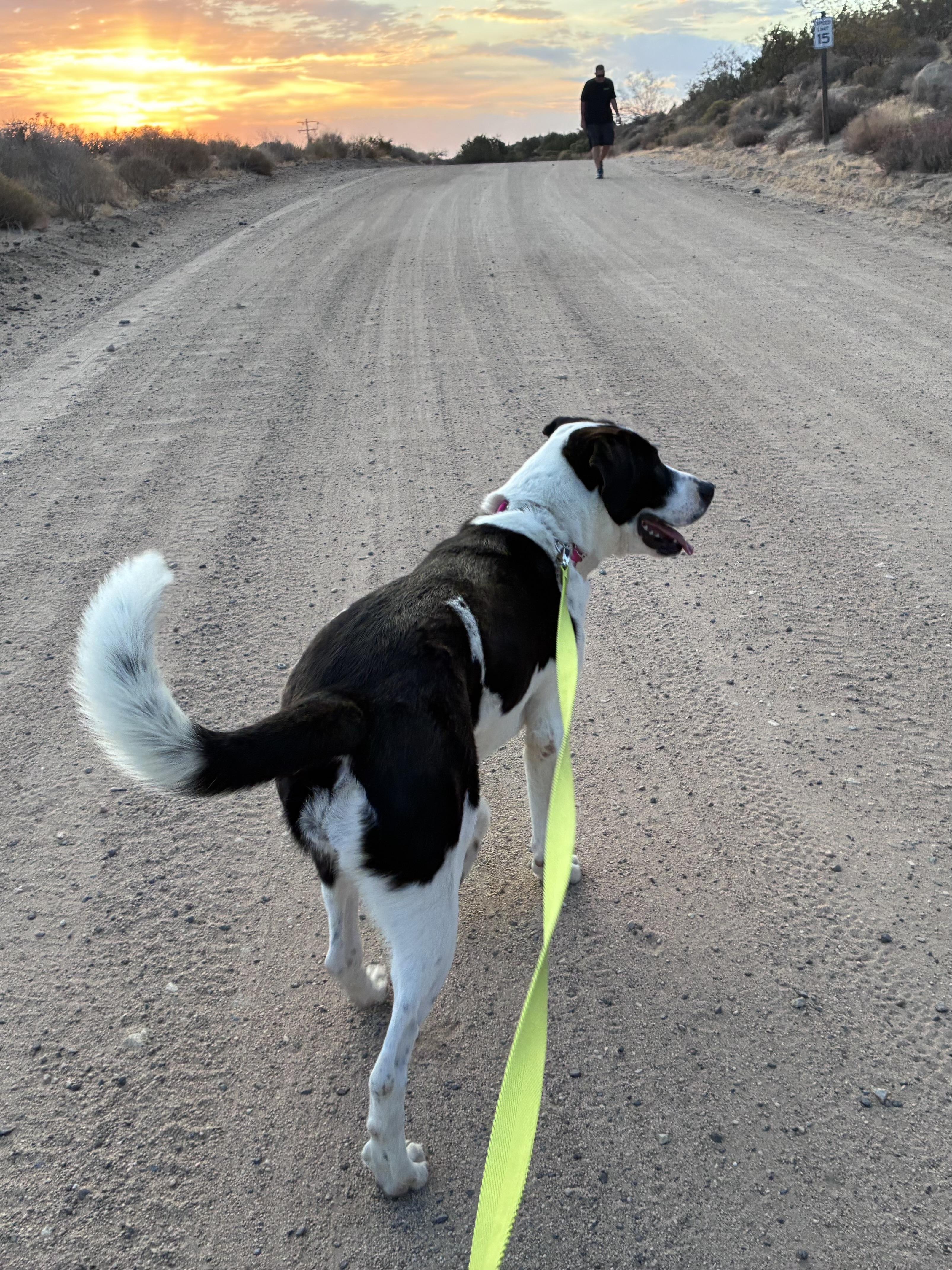 ROSIE, an adopted mixed breed in Joshua Tree, CA image 3/6