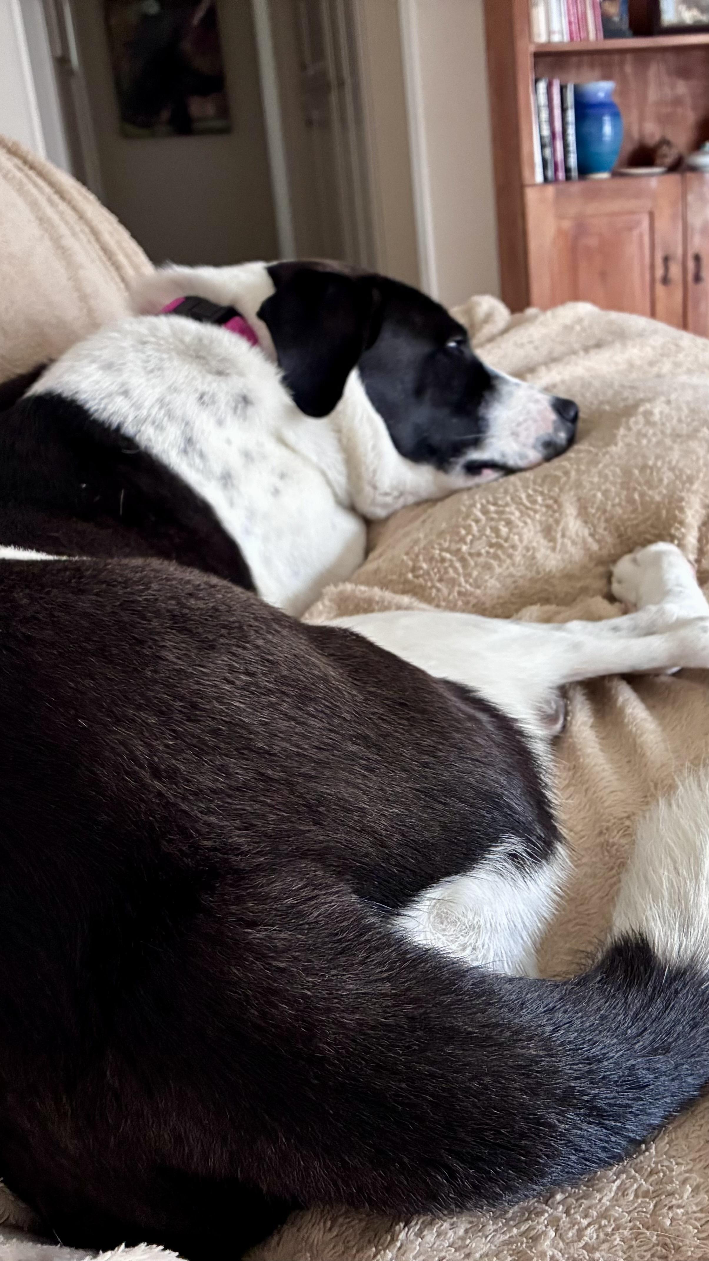 ROSIE, an adopted mixed breed in Joshua Tree, CA image 5/6