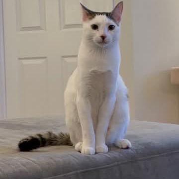 Shiro, Adoptable, Young Male Domestic Short Hair.