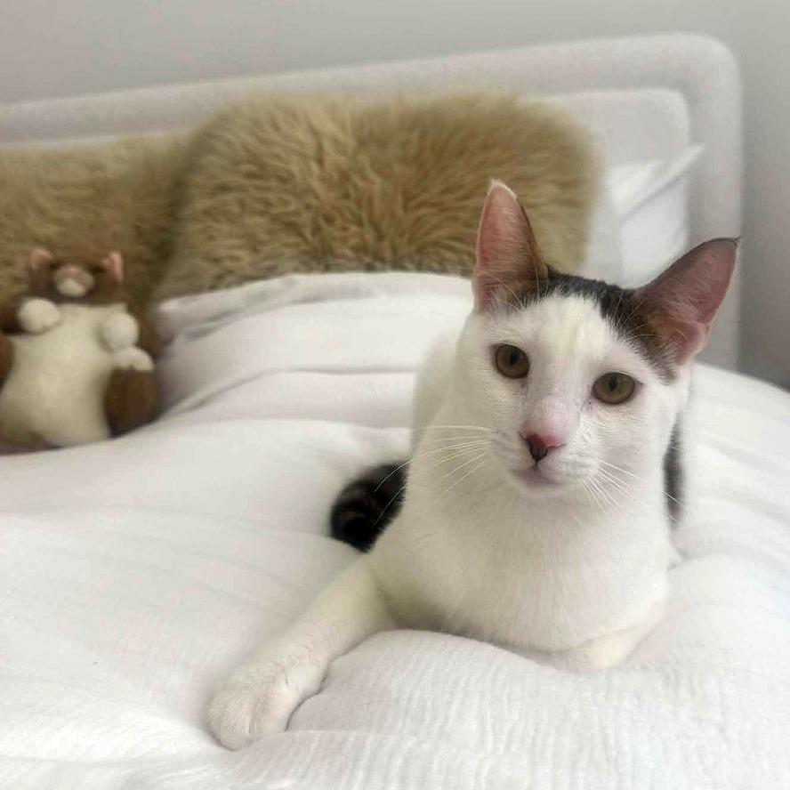 Enlarge Shiro, a Adoptable Domestic Short Hair in Tampa, FL image 2/6