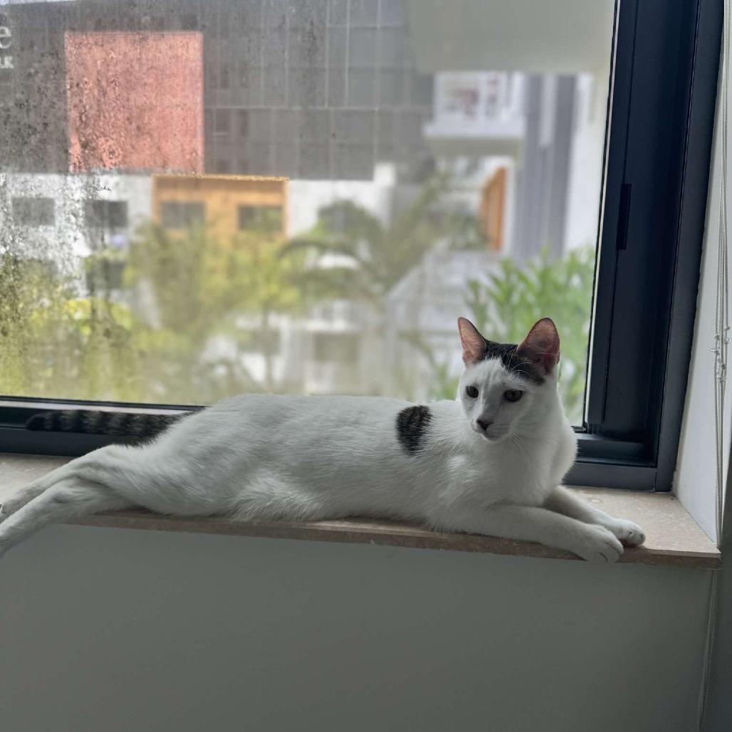 Enlarge Shiro, a Adoptable Domestic Short Hair in Tampa, FL image 2/6