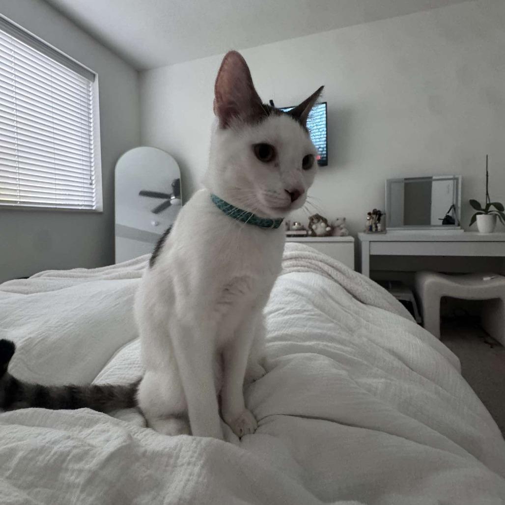 Enlarge Shiro, a Adoptable Domestic Short Hair in Tampa, FL image 3/6