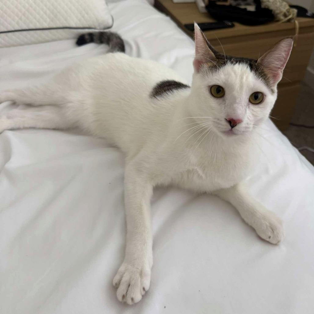 Enlarge Shiro, a Adoptable Domestic Short Hair in Tampa, FL image 4/6