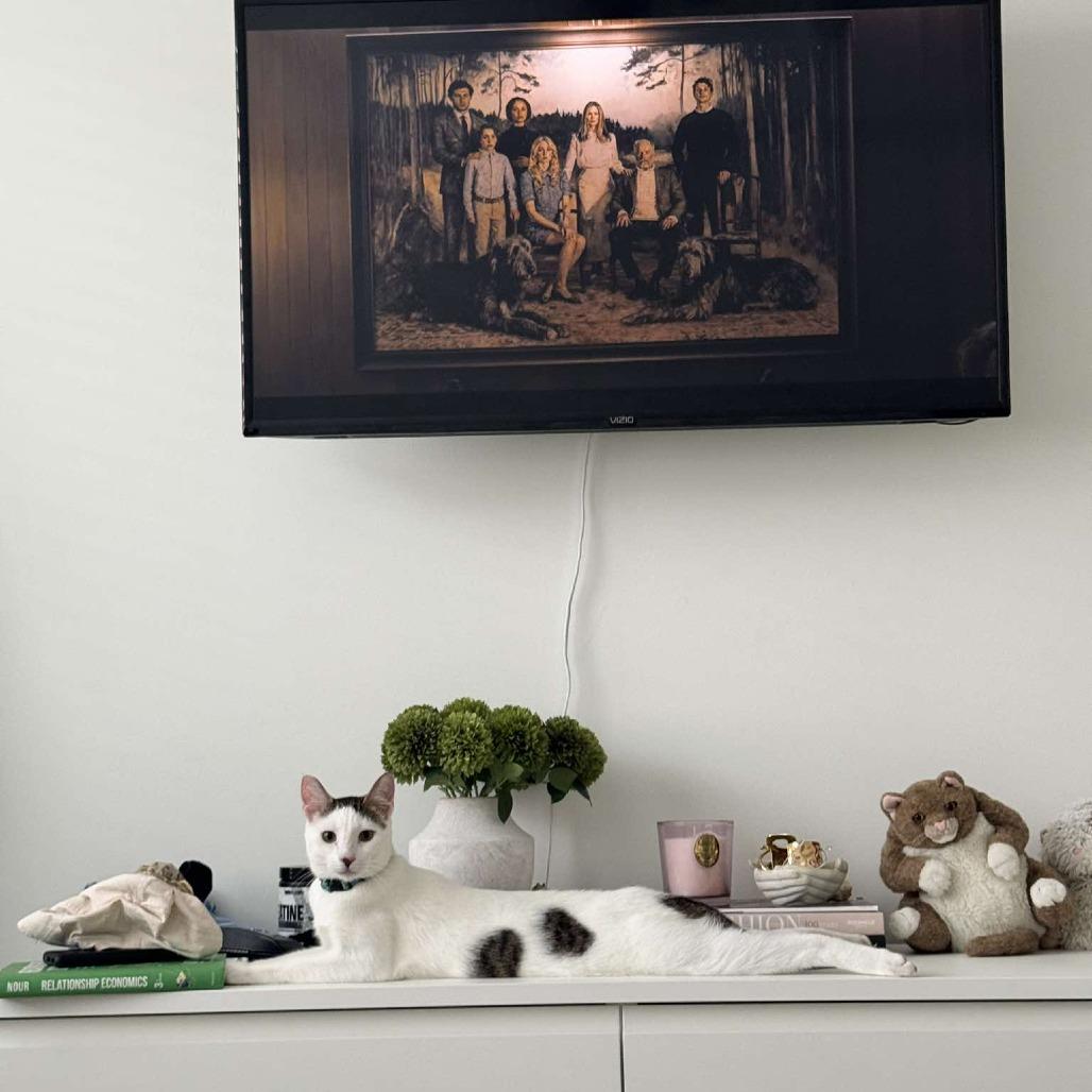 Enlarge Shiro, a Adoptable Domestic Short Hair in Tampa, FL image 5/6