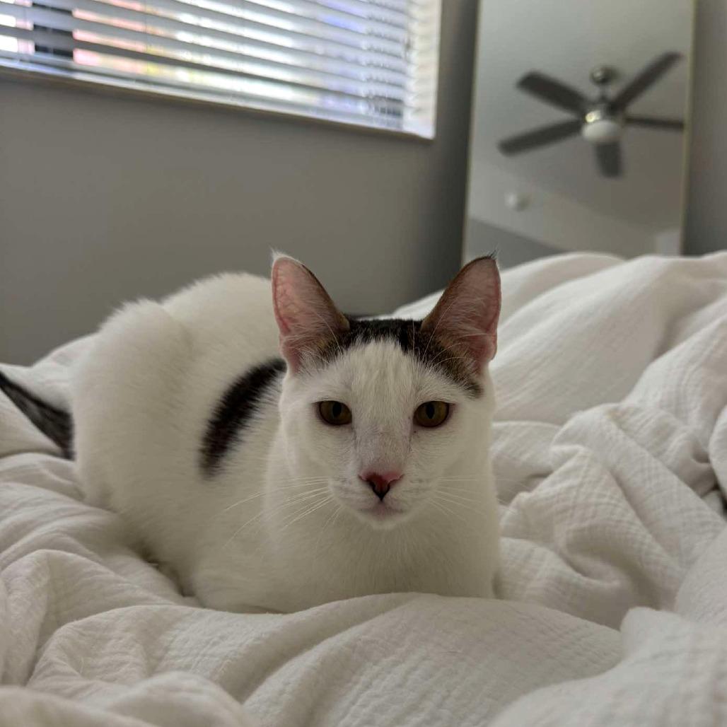 Enlarge Shiro, a Adoptable Domestic Short Hair in Tampa, FL image 6/6