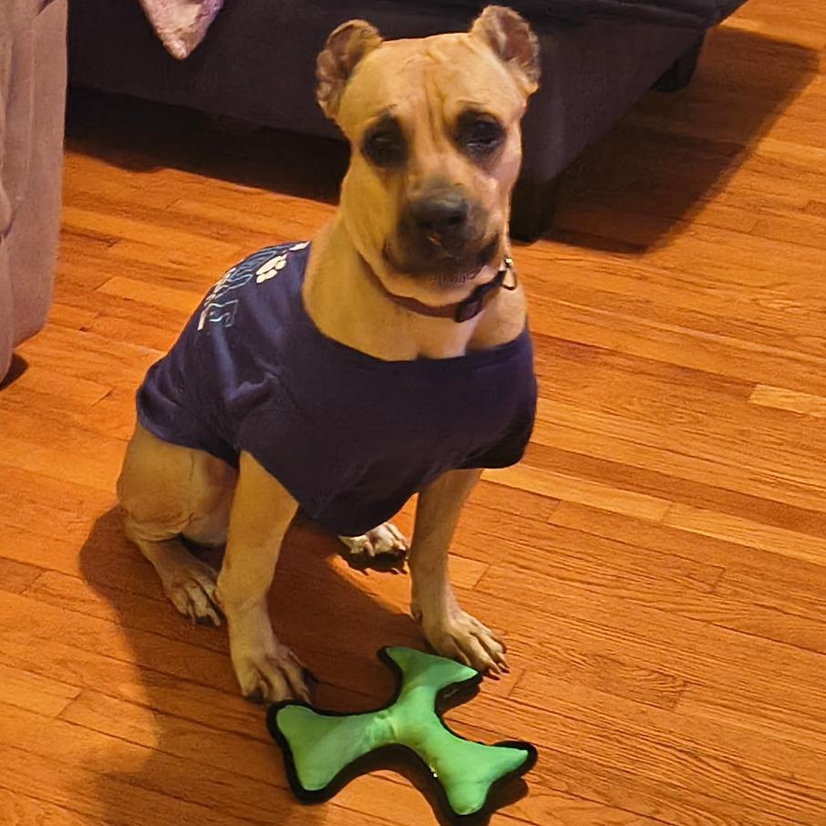 Trix, Adoptable, Adult Female Cane Corso.