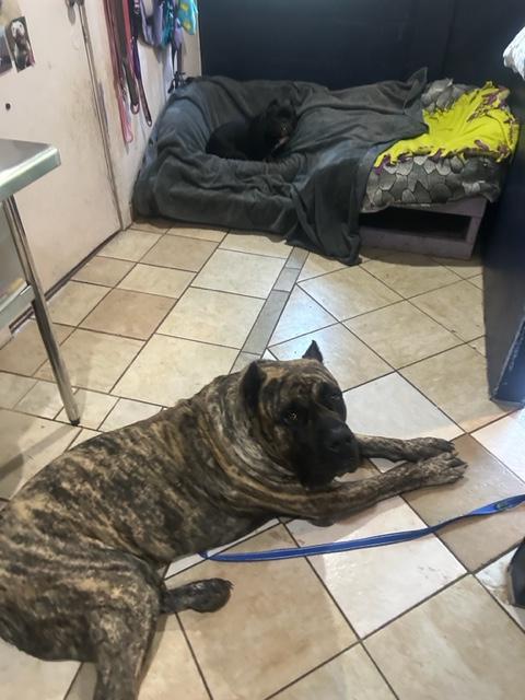 Big Beautiful Boy, an adoptable Mastiff in Eugene, OR, 97405 | Photo Image 2