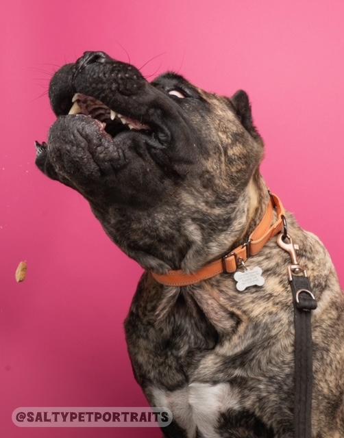 Big Beautiful Boy - adoption pending, Adoptable, Adult Male Mastiff.