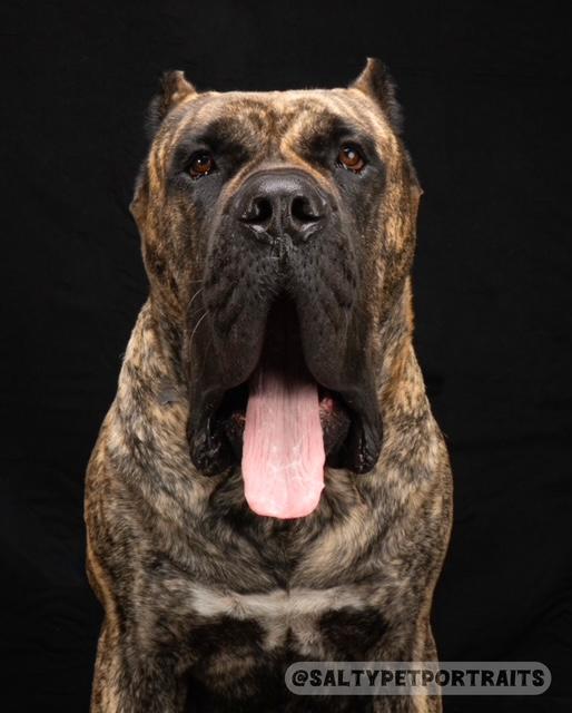 Big Beautiful Boy - adoption pending, a Adoptable Mastiff in Eugene, OR image 3/6
