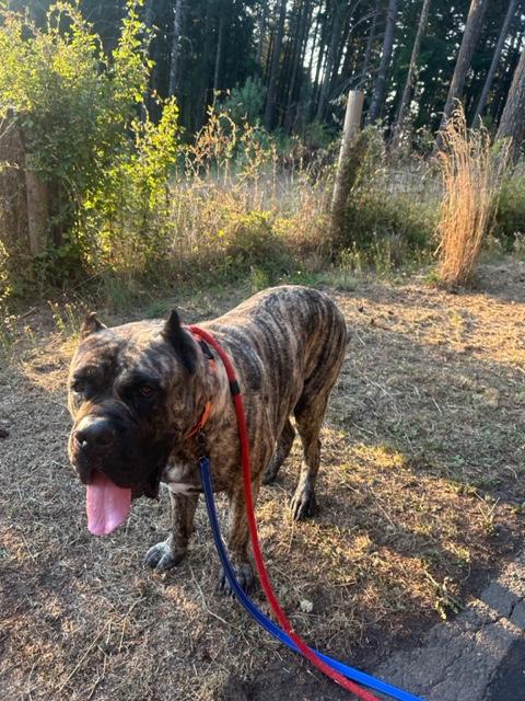 Big Beautiful Boy - adoption pending, a Adoptable Mastiff in Eugene, OR image 4/6