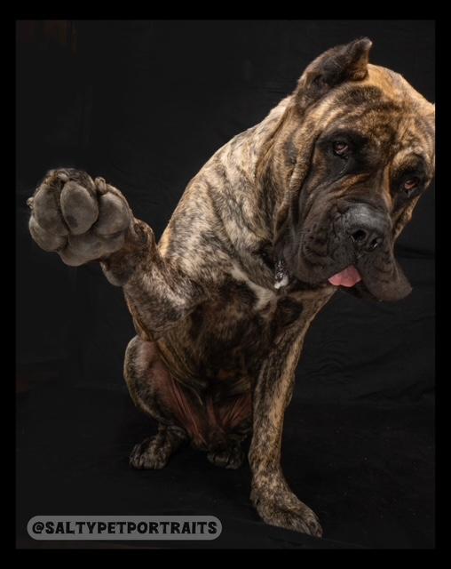 Big Beautiful Boy, an adoptable Mastiff in Eugene, OR, 97405 | Photo Image 1