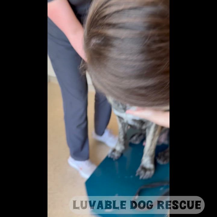 Enlarge Big Beautiful Boy - adoption pending, a Adoptable Mastiff in Eugene, OR video 6/6