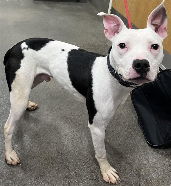 Enlarge ROSCOE, a Adoptable Pit Bull Terrier in Upper Marlboro, MD image 1/1