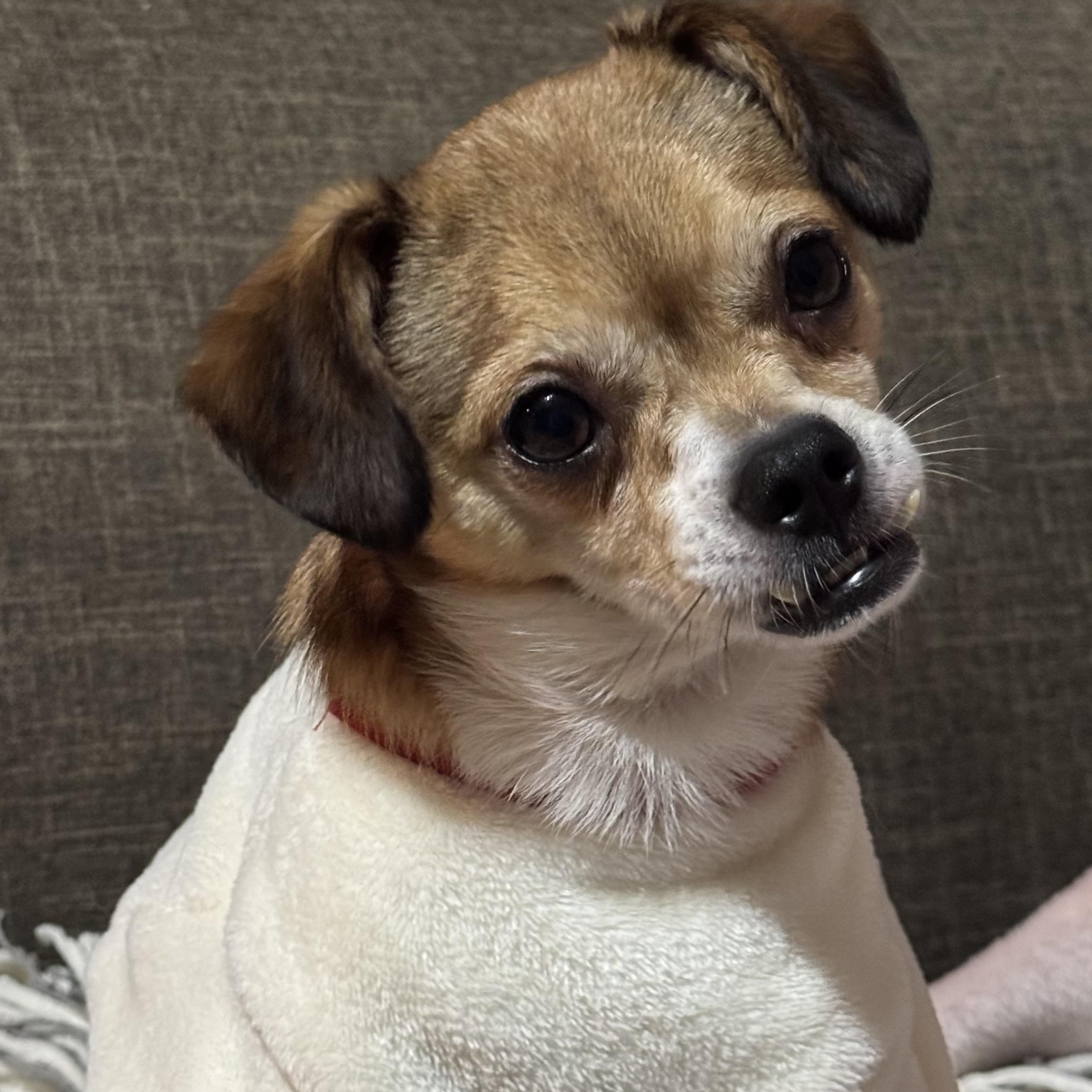 Sito, ADOPTABLE, Adult Male Chihuahua.