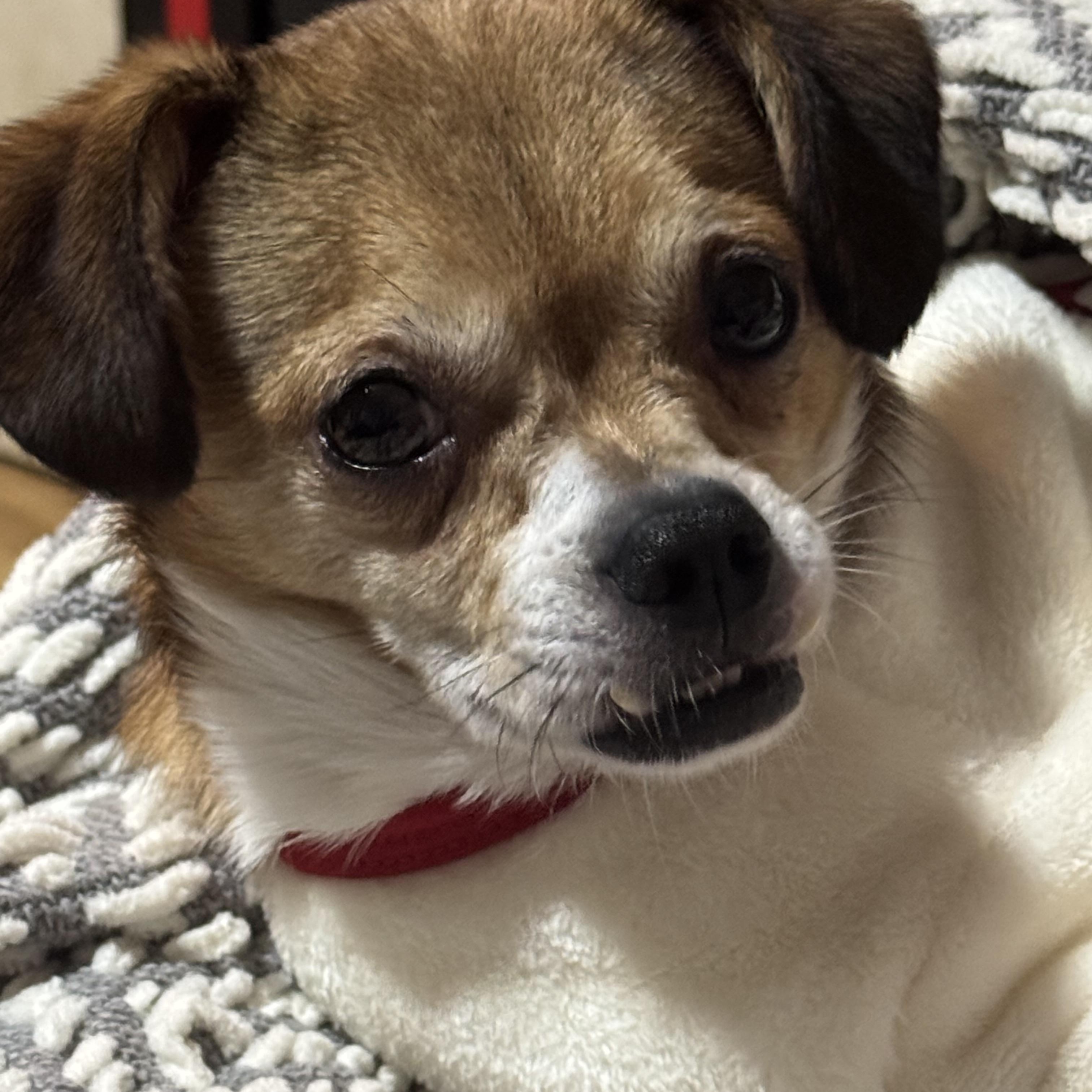 Sito, a ADOPTABLE mixed breed in Cedar Rapids, IA image 2/6