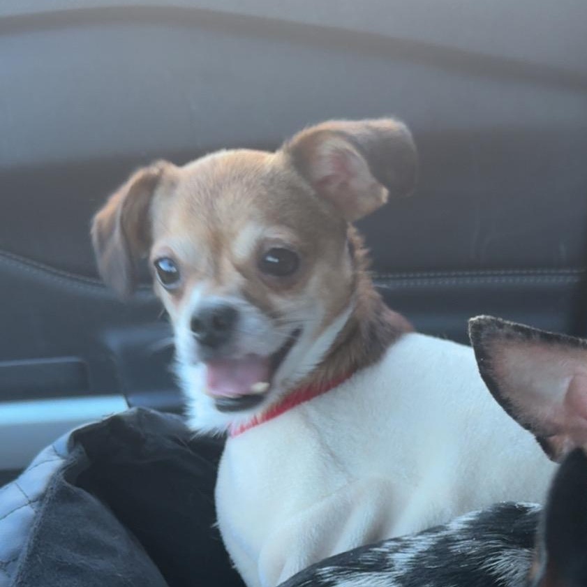 Sito, a ADOPTABLE mixed breed in Cedar Rapids, IA image 3/6