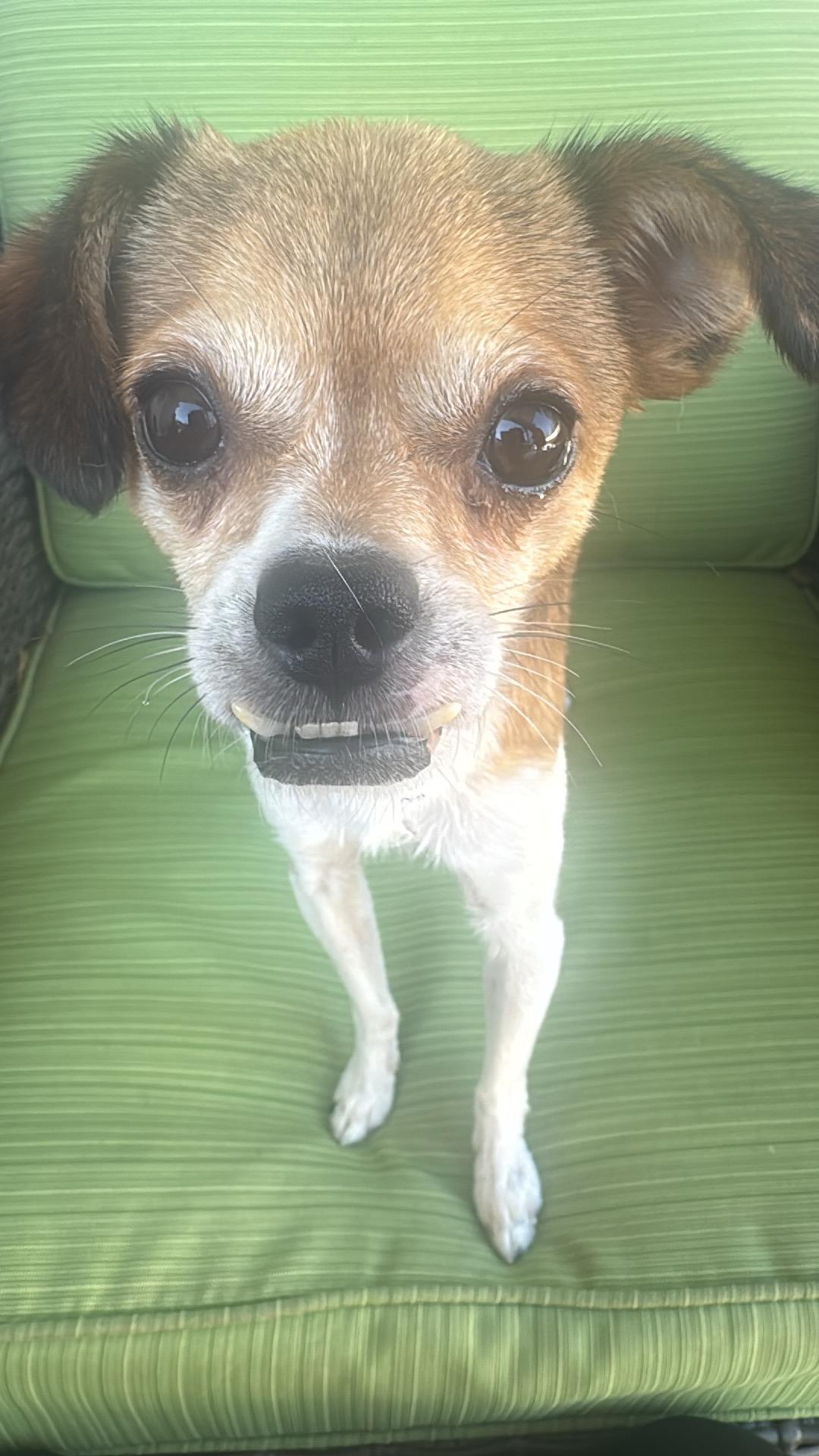 Sito, a ADOPTABLE mixed breed in Cedar Rapids, IA image 4/6