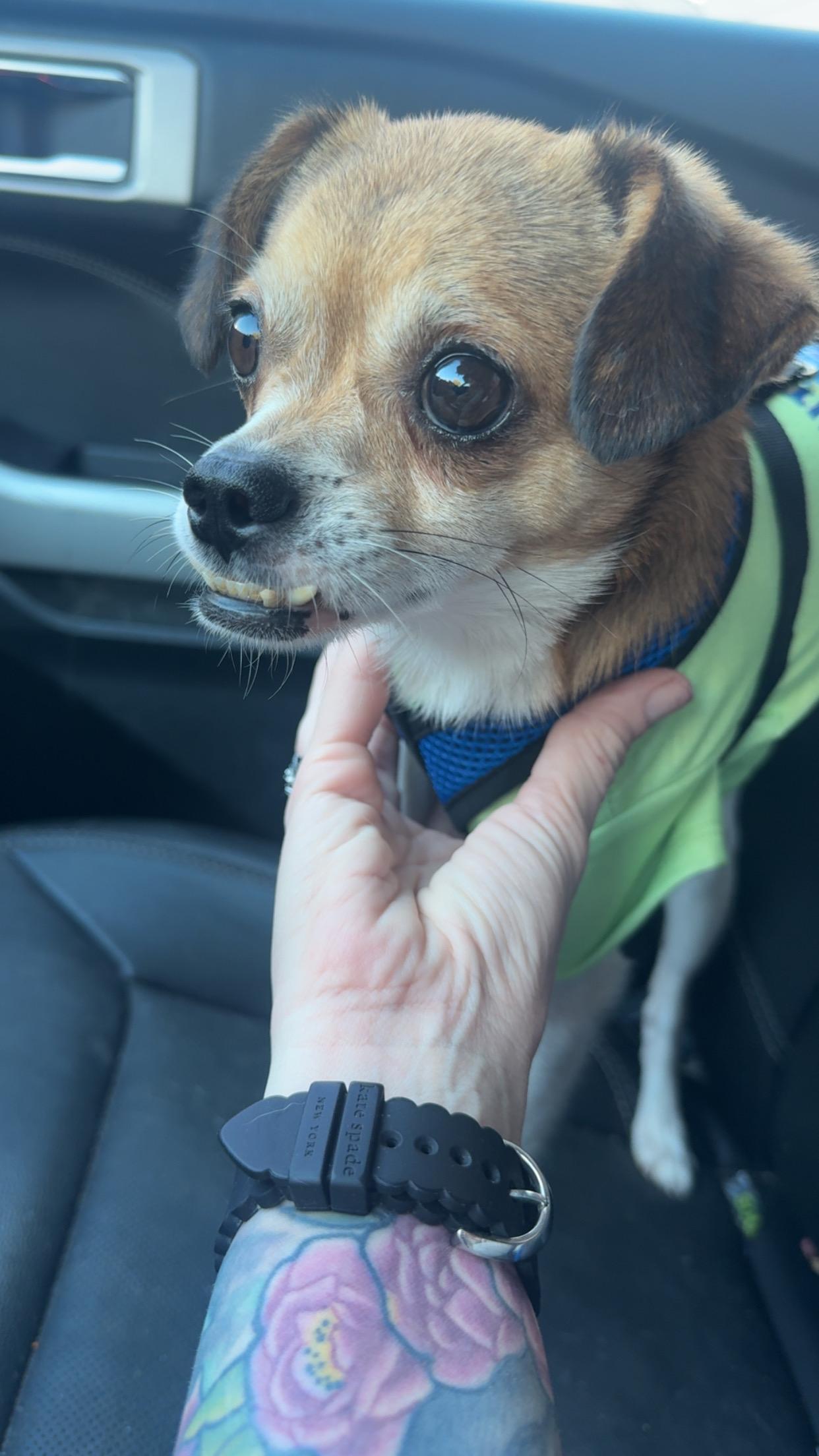 Sito, a ADOPTABLE mixed breed in Cedar Rapids, IA image 5/6