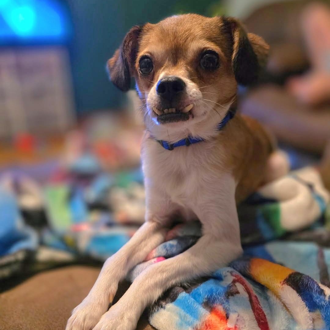 Sito, ADOPTABLE, Adult Male Chihuahua.