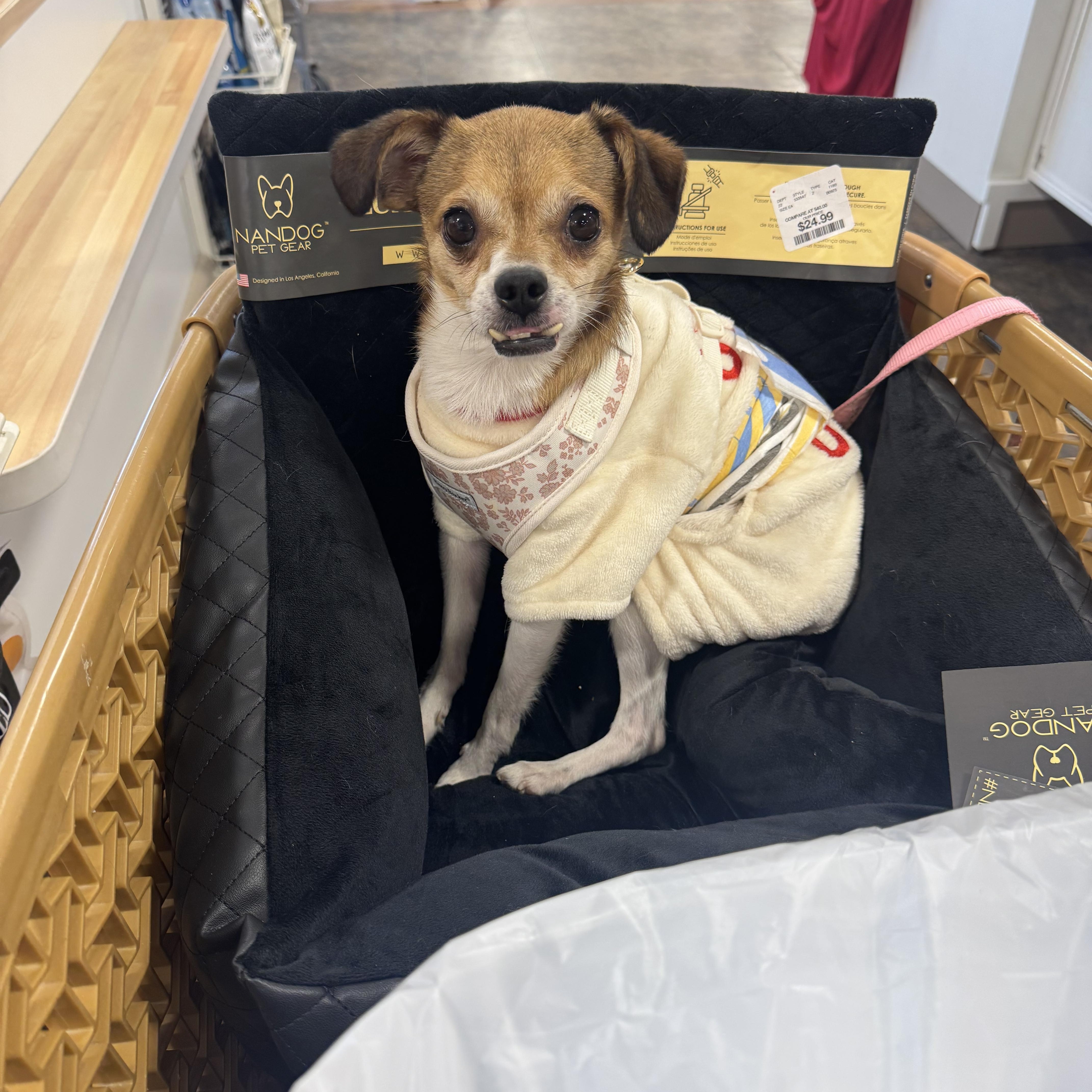 Sito, a ADOPTABLE mixed breed in Cedar Rapids, IA image 6/6