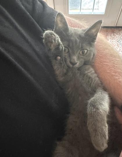Enlarge Cadbury, a Adoptable mixed breed in Wilkesboro, NC image 1/3