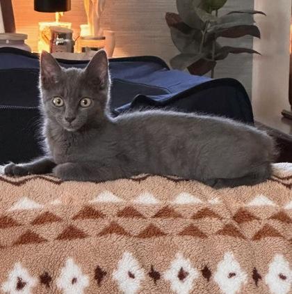 Enlarge Cadbury, a Adoptable mixed breed in Wilkesboro, NC image 2/3