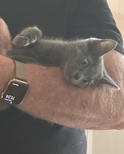 Enlarge Cadbury, a Adoptable mixed breed in Wilkesboro, NC image 3/3