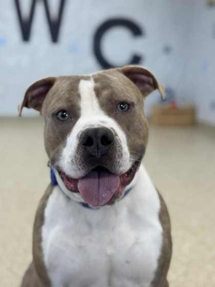 Duke, Adoptable, Adult Male Pit Bull Terrier & Mixed Breed.