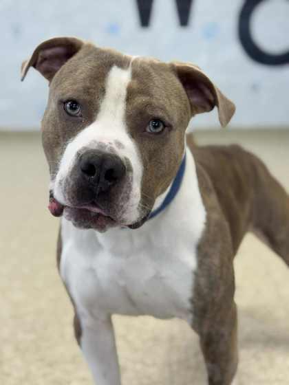 Enlarge Duke, a Adoptable mixed breed in Columbia City, IN image 2/3