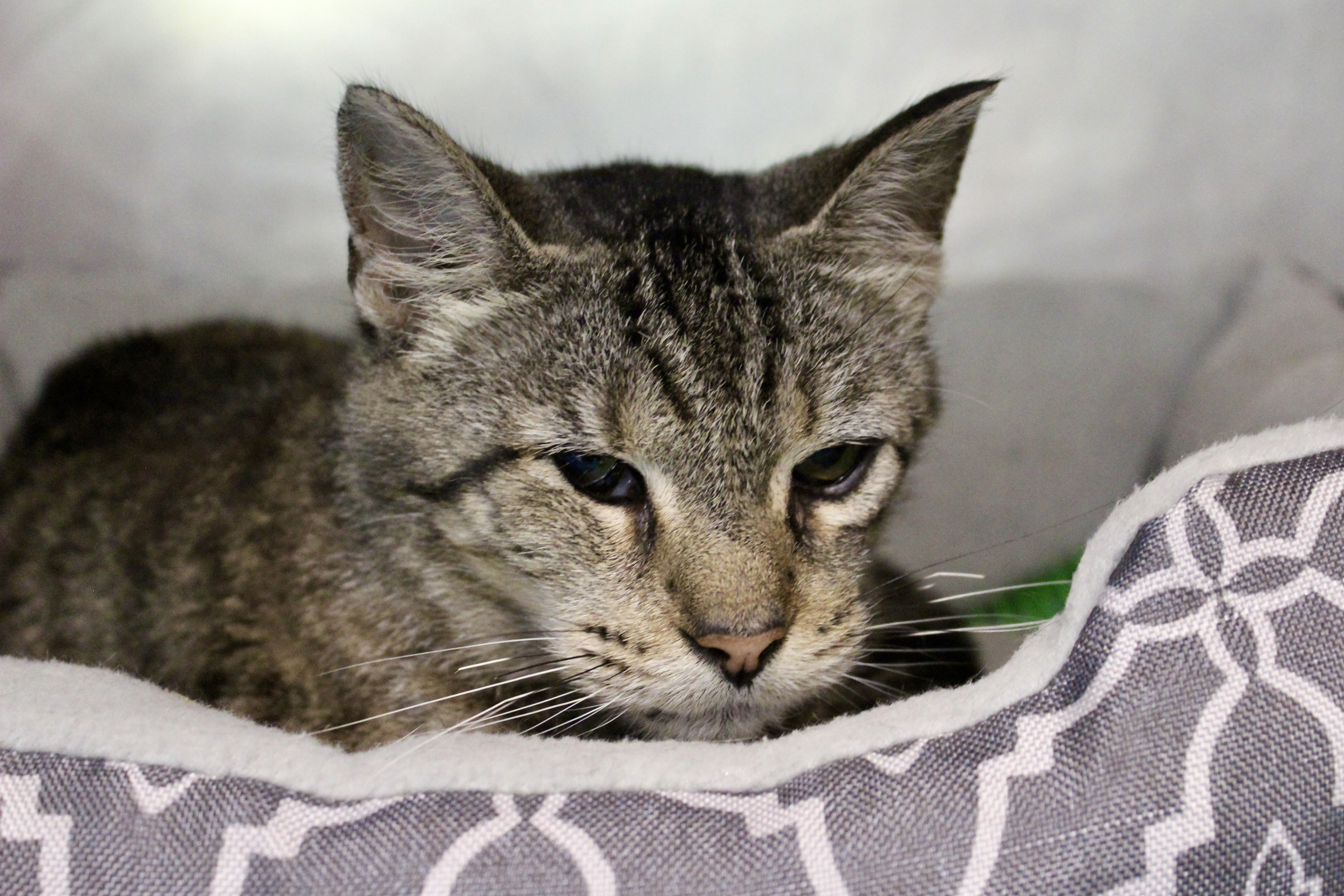 HYAKUME — thumbnail 2